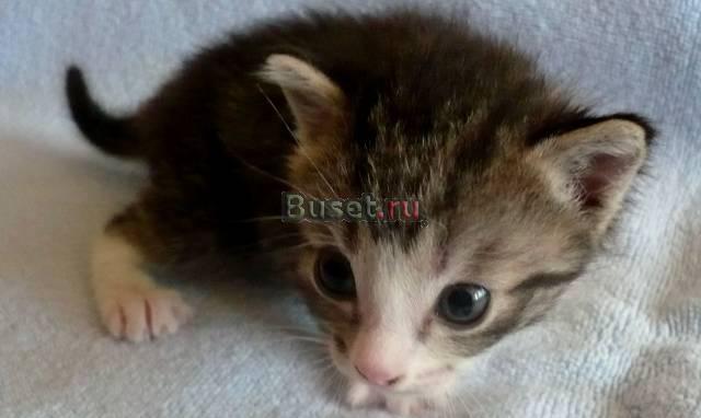 Котята от сиамской кошки Тюмень