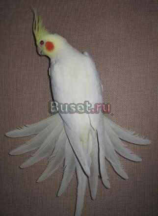 Кореллы Санкт-Петербург