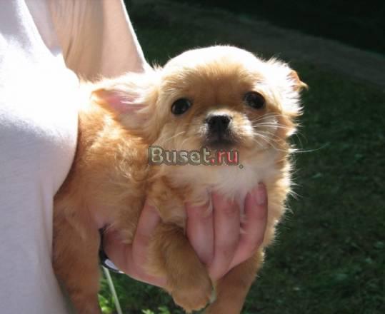 Щеночки к любящим хозяевам д/ш Чихуахуа, 3,5 мес Москва