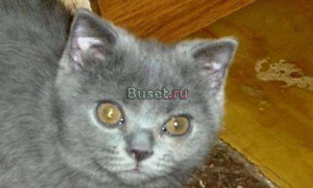 Британские  и шотландские котята Москва