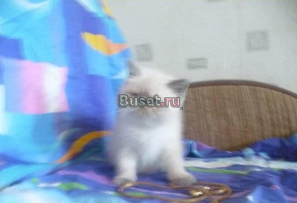 Экзотические медвежата с голубыми глазами Санкт-Петербург