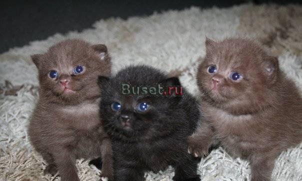 Плюшевые британские котята для вас Москва