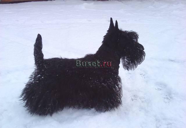 Щенки скотч-терьера Красноярск