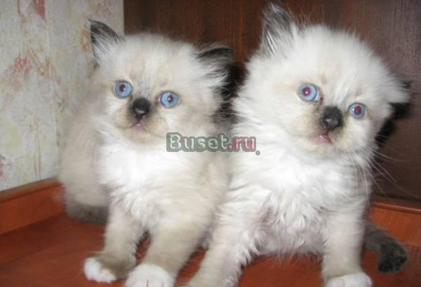 Котята  породы РЭГДОЛЛ (Кошка Кукла) Москва