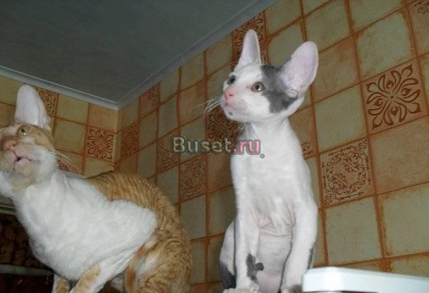 Котята породы корниш-рекс Челябинск