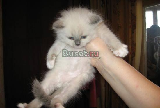 КОТЯТА  ПОРОДЫ РЭГДОЛЛ Москва