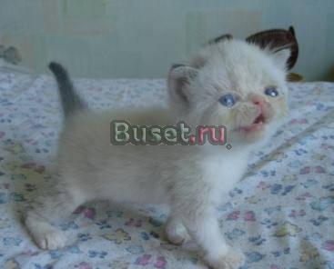 Персидские и экзотические котята Москва