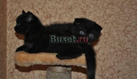 Шотландские котята Нижний Новгород