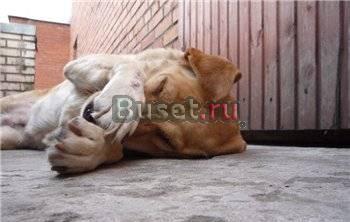 Ищет дом палевая лабрадорша Санкт-Петербург