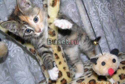 Черепаховый котёнок ищет дом Москва