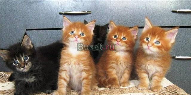 Питомник huntercoonxRU котята мейн кун Краснодар