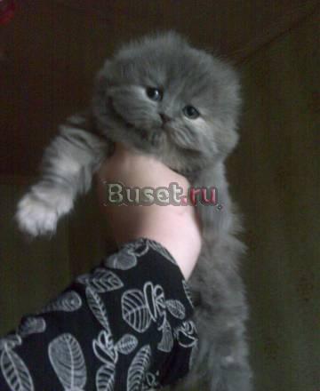 Шотландские вислоухие котята Мурманск