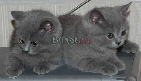Продаются шикарные британские и вислоухие шотландс Красноярск
