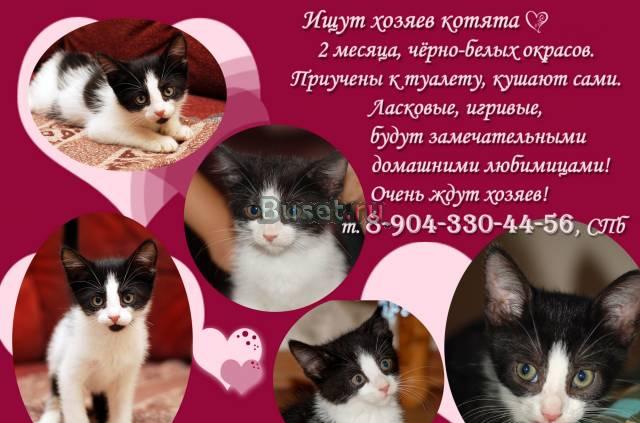 Красивые чёрно-белые котята ищут хозяев Санкт-Петербург