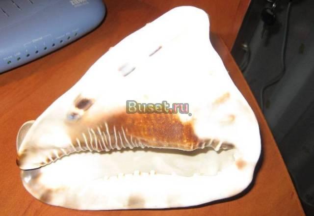 Ракушка карибского моря Москва