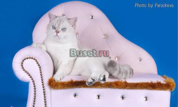 Британские  котята и скотиш-фолды Санкт-Петербург