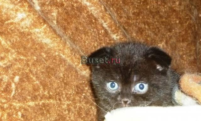Вислоухий шоколадный  мальчишка Москва