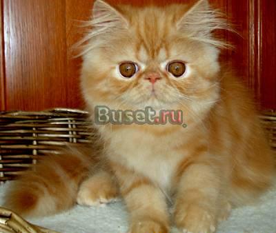 Персидские котята окрас красный мраморный Москва