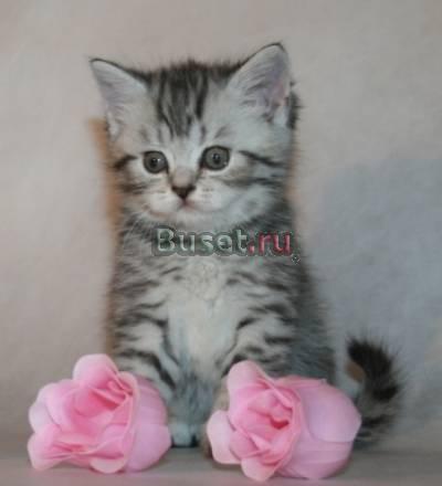 Продаем шотландских котят Екатеринбург