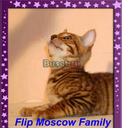Тойгер, мини тигр Москва