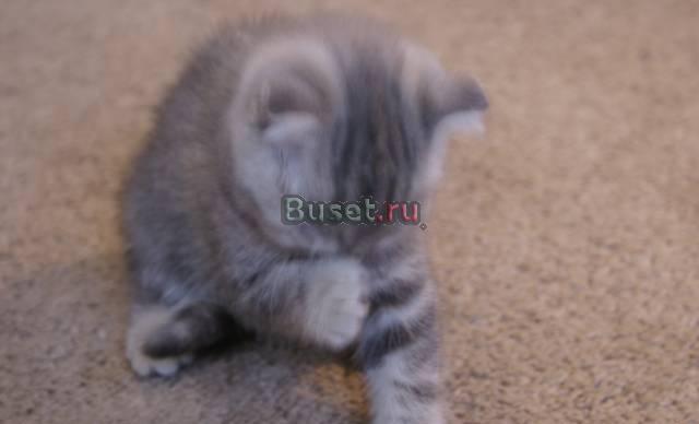 Шотладский вислоухий котенок продатся Москва