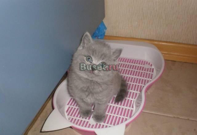 Британские и вислоухие котята Санкт-Петербург