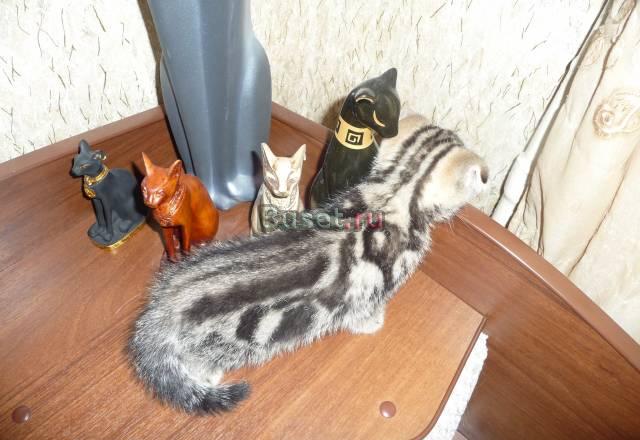 Шотландский вислоухий котенок Сергиев Посад