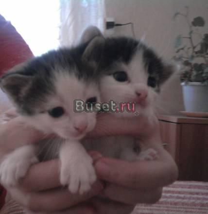 Красивые котята бесплатно Ростов-на-Дону