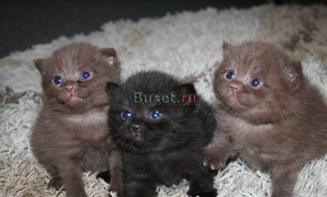 Продам недорого клубных британских котят Москва
