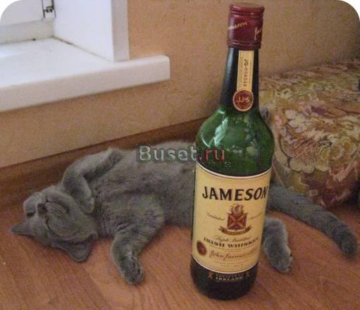Котята по летней цене Москва