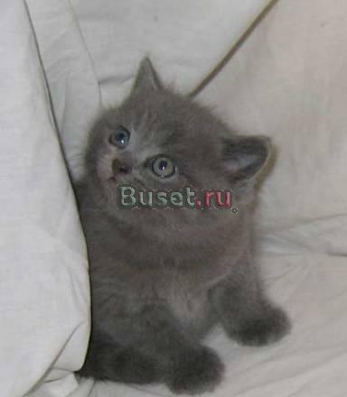 Продам британского ласкового котенка Москва