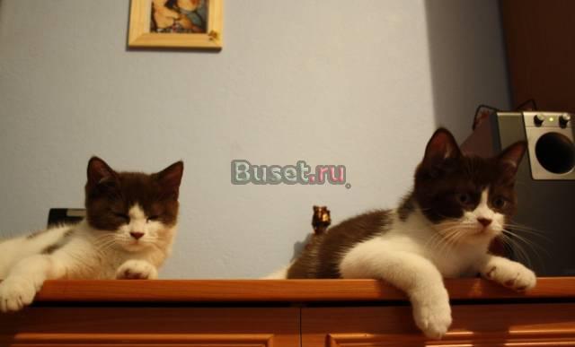 Отдам британского котенка Санкт-Петербург