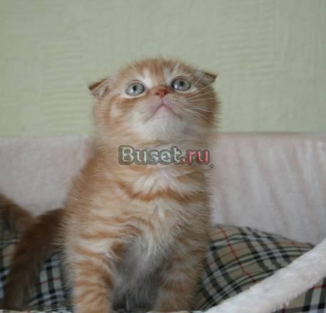 Шотландские Вислоухие  котята шоу класса,кошечка Москва