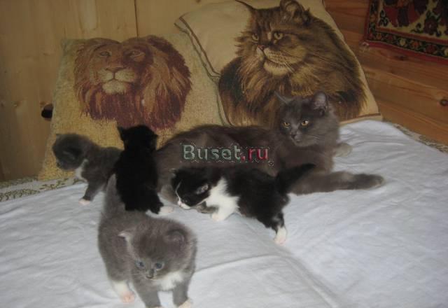 Котята в добрые руки Москва