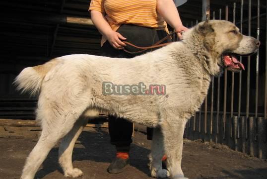 Титулованных кобелей для вязок Ульяновск