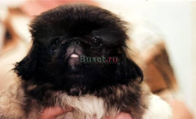 Щенок пекинеса, мальчик Нижний Новгород