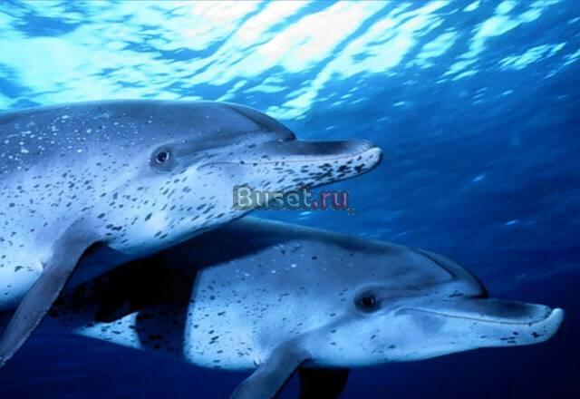 Сниму 1 к.кв. на длительный срок Санкт-Петербург