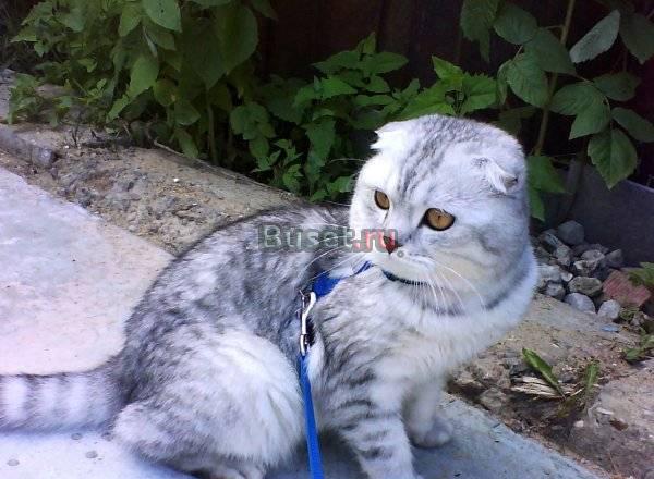 Котята (родились 1 и 2 августа) Москва