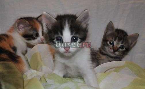 Котята очаровательные Нижний Новгород
