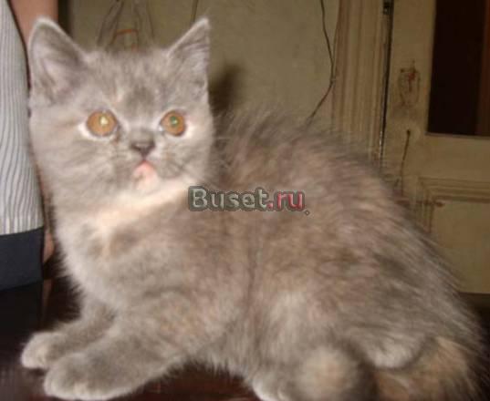 Кошечка голубокремовая и котик черный  экзоты Москва