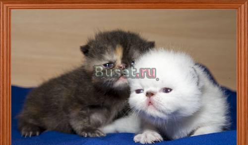 Котята экзотические Санкт-Петербург