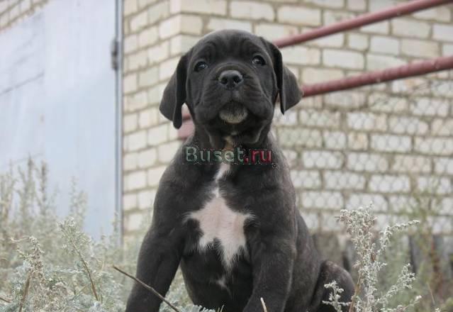 Кане корсо итальяно Самара