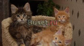Котята мейн-кун Павловский Посад
