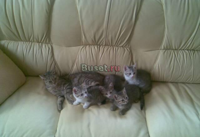 Котята в дар Люберцы