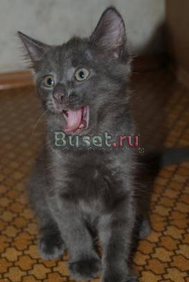 Котенок мальчик Тимоша, 2 месяца в дар.котенок Москва