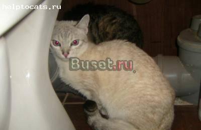 Отдам в хорошие руки кошек и котенка Санкт-Петербург