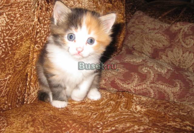 Отдам кошечку Нижний Новгород
