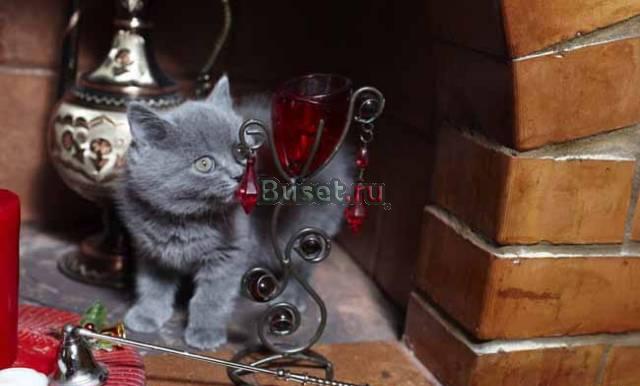 Эксклюзивные британские котята Москва