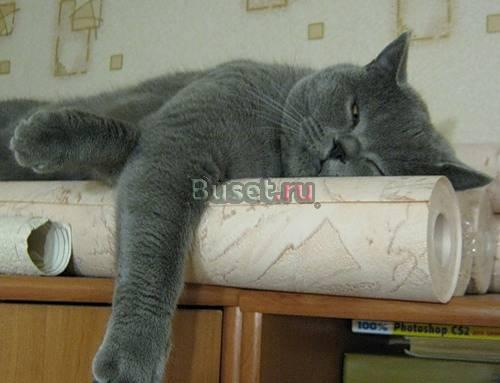 Услуги домашнего мастера Санкт-Петербург