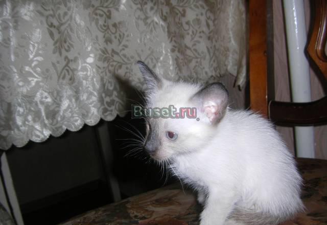 Сиамский котёнок - несчастный ребёнок Нижний Новгород